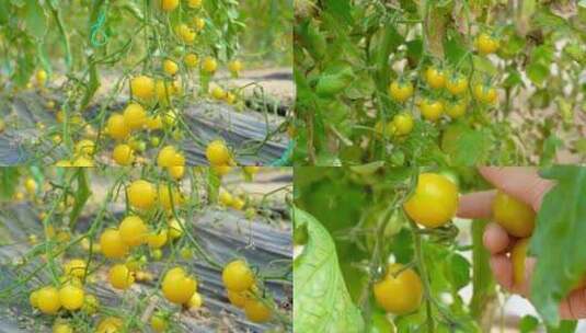 黄番茄 黄色圣女果高清在线视频素材下载