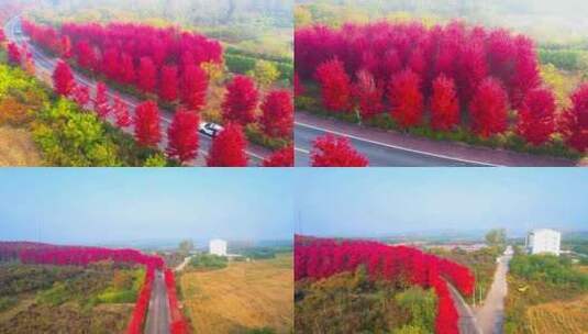 秋天风景红枫林枫叶变红4K航拍高清在线视频素材下载