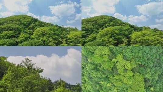 蓝天白云下的原始森林/4K航拍高清在线视频素材下载