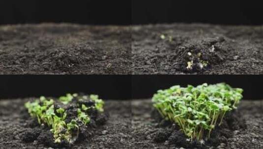 种子发芽 种子破土而出 植物生长延时高清在线视频素材下载