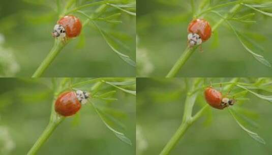 春天植物上昆虫瓢虫微距特写高清在线视频素材下载