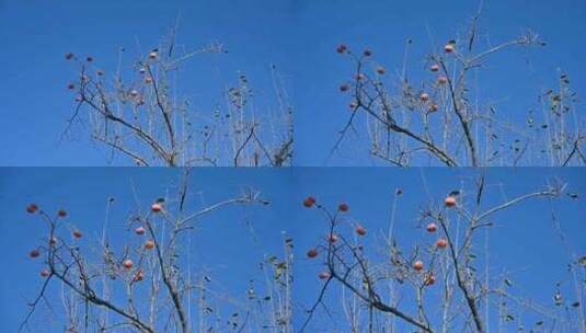 秋天蓝天下的成熟的柿子高清在线视频素材下载