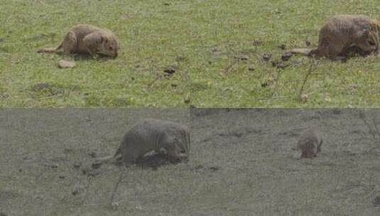 4K自然高原动物旱獭不是土拨鼠高清在线视频素材下载