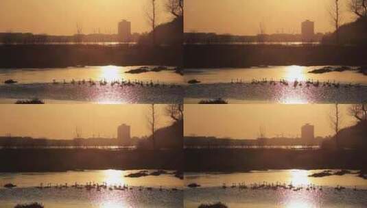 北京怀柔大天鹅越冬栖息地觅食视频高清在线视频素材下载