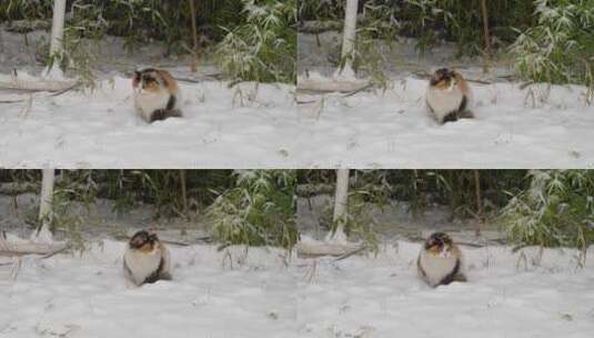下雪天三花猫流浪猫在雪地上坐着高清在线视频素材下载