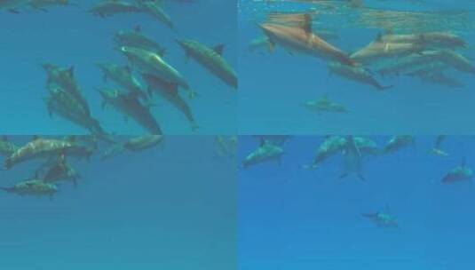 海豚活动的场景高清在线视频素材下载
