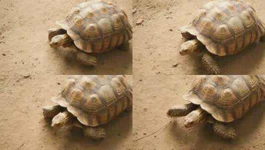 缓慢爬行的乌龟高清在线视频素材下载