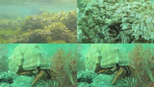 水下生物的汇编视频高清在线视频素材下载