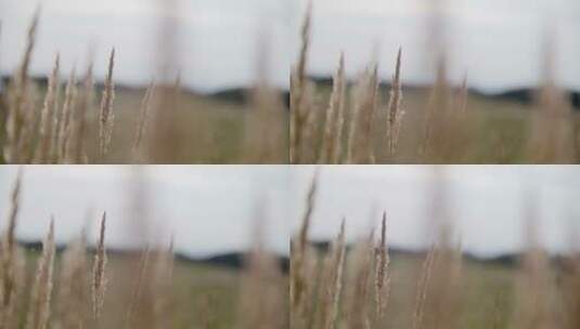 夕阳下的芦苇羽毛草在风中摇曳高清在线视频素材下载
