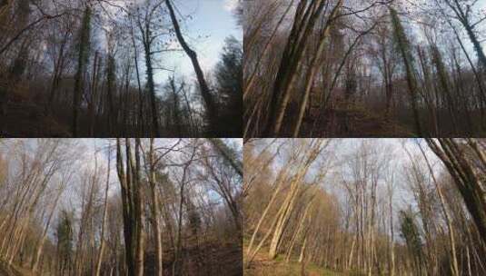 秋天森林里高大的无叶树高清在线视频素材下载