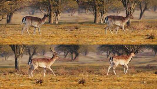 草地上散步的鹿高清在线视频素材下载