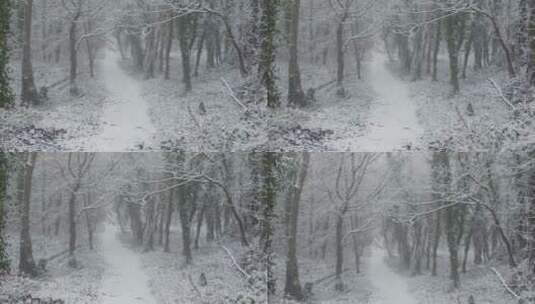 林区被白雪覆盖的树木高清在线视频素材下载