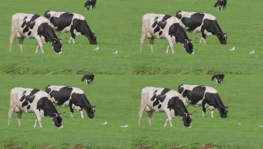 奶牛吃草高清在线视频素材下载