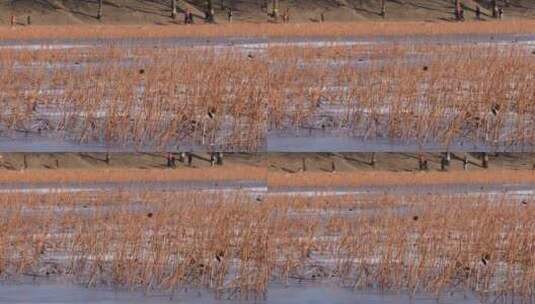 芦苇荡荷花池圆明园野鸭湖保护区高清在线视频素材下载