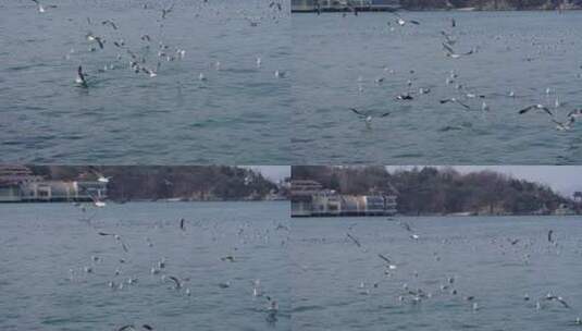滨海景区景点海面上的海鸥实拍高清在线视频素材下载