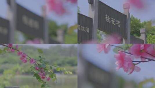 夏天来临桃花坞的桃花盛开出红色的花朵高清在线视频素材下载