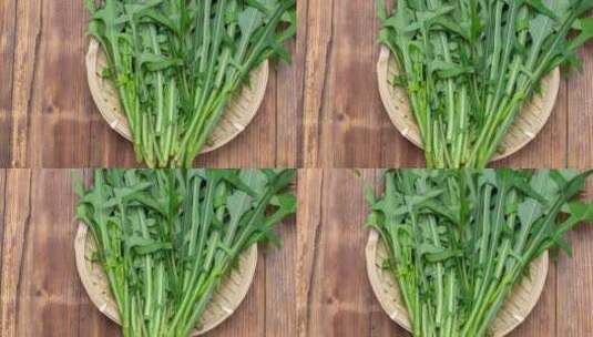 草本植物蒲公英叶子野菜可食用药用4k高清在线视频素材下载