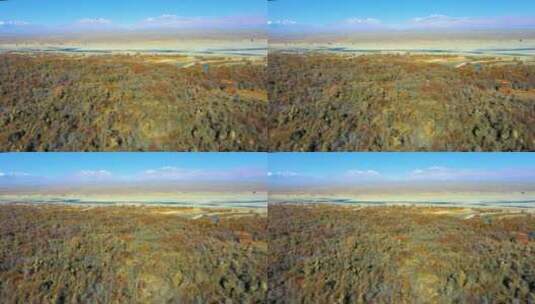 新疆沙棘林高清在线视频素材下载