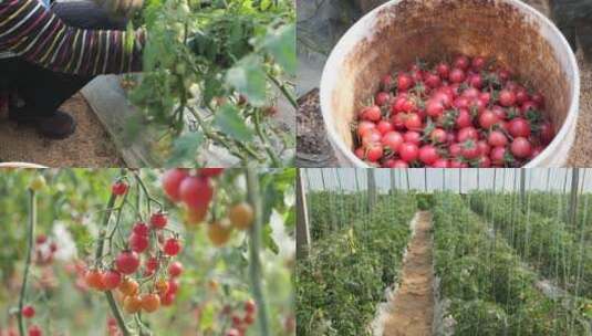 农民干活采摘番茄高清在线视频素材下载