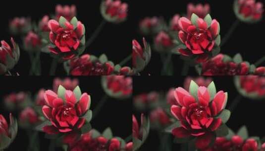 红色玫瑰花开开花浪漫场景唯美动态喜庆素材高清在线视频素材下载