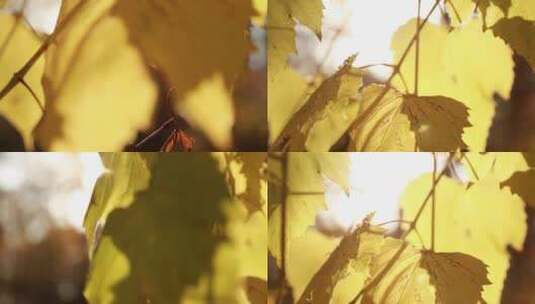 秋天的黄叶子高清在线视频素材下载