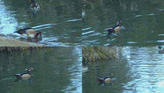 自然生态小鸭子水边嬉戏风光动物高清在线视频素材下载