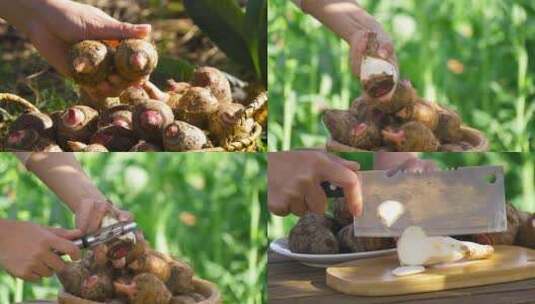 红芽芋头高清在线视频素材下载
