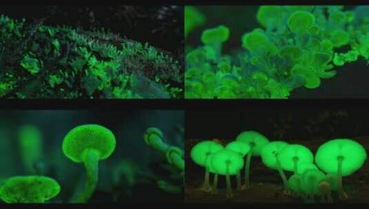 夜晚发光的绿色蘑菇菌类唯美大屏晚会背景高清在线视频素材下载