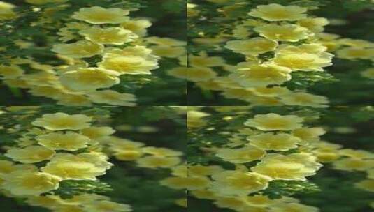 在春天里阳光下的花丛,鸟语花香.高清在线视频素材下载