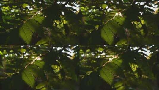 夏天阳光穿过树叶高清在线视频素材下载