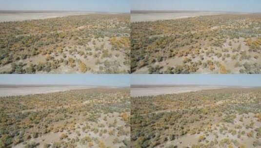 原创 新疆塔克拉玛干沙漠胡杨林自然风光高清在线视频素材下载