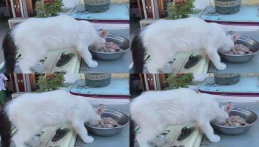 吃肉的小猫咪高清在线视频素材下载