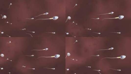 精子游行受精过程精子卵子受精过程高清在线视频素材下载