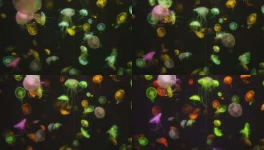 彩色水母、水族馆水母高清在线视频素材下载