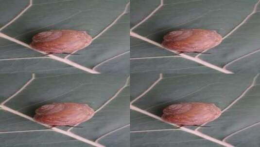 蜗牛在叶子上爬行高清在线视频素材下载