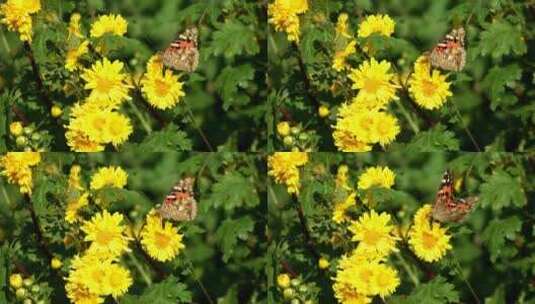 蝴蝶停在-菊-花-上吸食花蜜高清在线视频素材下载
