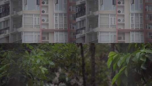 2022广州天河雨天树木树叶住宅楼房高清在线视频素材下载