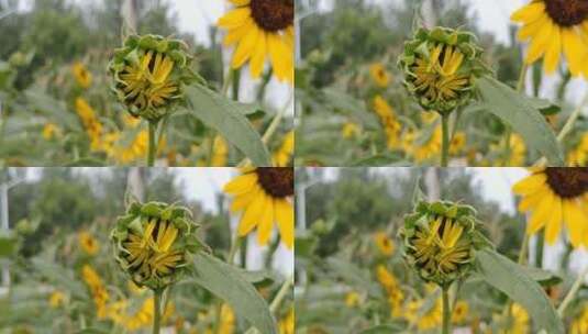 向日葵花朵高清在线视频素材下载