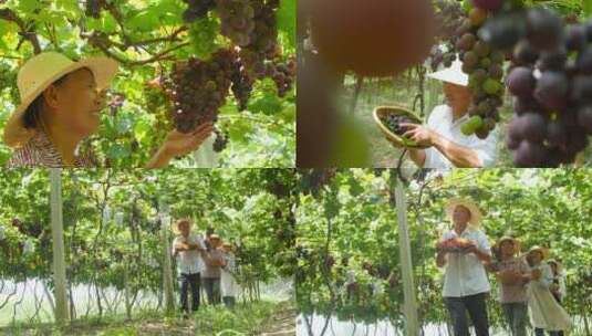 葡萄种植基地高清在线视频素材下载