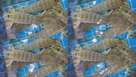 海鲜皮皮虾2高清在线视频素材下载