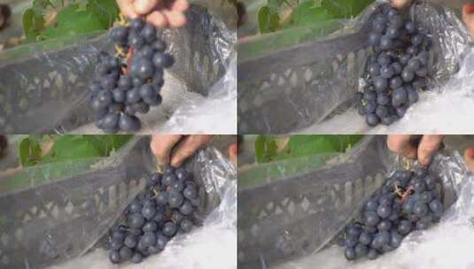 葡萄成熟采摘高清在线视频素材下载