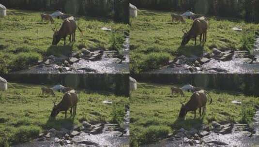 航拍新疆草原天然牧场牛群高清在线视频素材下载
