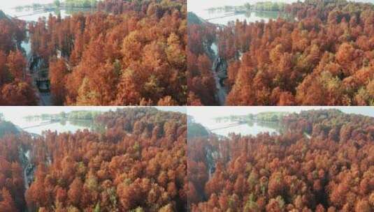 杭州临安青山湖水杉林秋季风光4K航拍高清在线视频素材下载