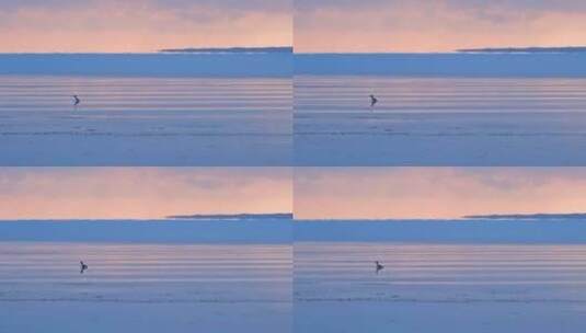 清晨日出后在青海湖水上进食的水鸟高清在线视频素材下载