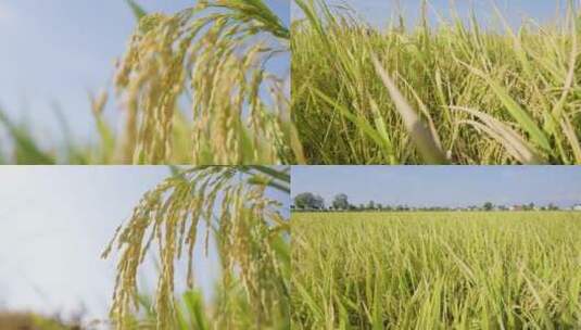4K实拍金黄色的稻田稻谷合集2高清在线视频素材下载