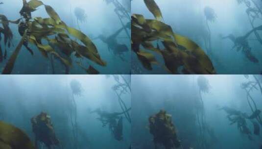 海底的潜水员高清在线视频素材下载