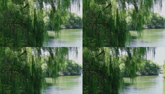 山东省济南市天下第一泉大明湖公园景区景色高清在线视频素材下载