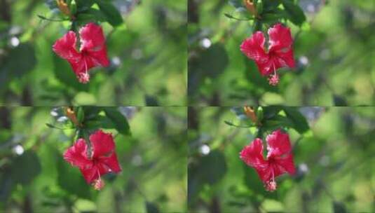 红色的热带花朵——芙蓉高清在线视频素材下载