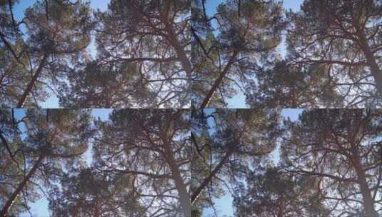 阳光下森林松树的俯视图或仰视图高清在线视频素材下载