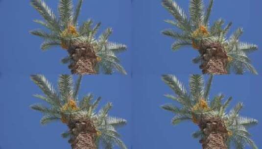 长在棕榈树上的果实微距镜头高清在线视频素材下载